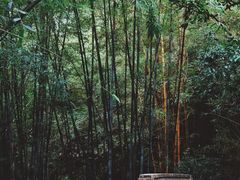-深圳仙湖植物园