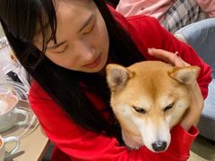 -逗柴咖啡屋·狗咖猫咖宠物桌游