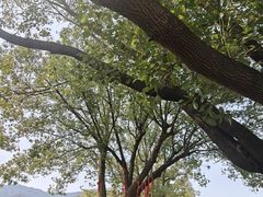 -雨花胜境