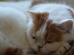 -Cappucimeow猫咪咖啡馆(韦伯时代店)