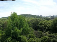 -武汉大学-樱园