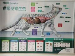-关爱宠物医院·猫科中心·消化科(滨湖万达分院)