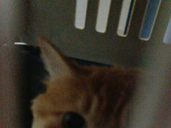 -瑞派福兴宠物医院犬猫全科·骨科·中西医结合(河东店)