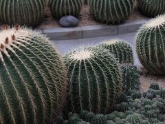 -深圳市中科院仙湖植物园
