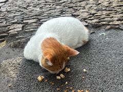 -西园寺素食(西园弄戒幢律寺店)
