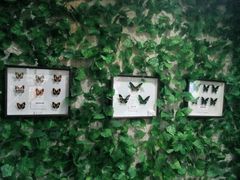 android_upload_pic-上海昆虫博物馆