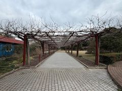 -嘉定紫藤园