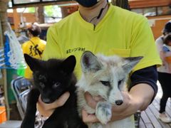 -宫城藏王狐狸村