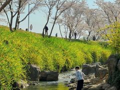 -羊山湖公园