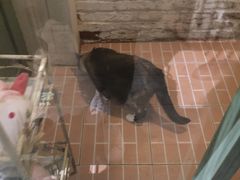 -猫咪博物馆(顶澳仔猫街店)