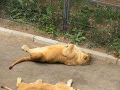 -大连森林动物园