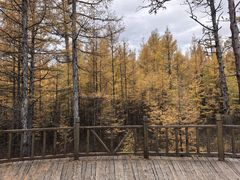 -莫尔道嘎国家森林公园