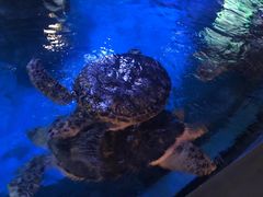 -烟台海昌鲸鲨海洋公园