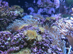 -凯莉-塔尔敦海洋生物水族馆