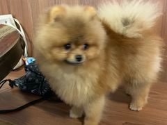 -柯斗斗主题餐厅·狗咖·围炉煮茶·茶饮(国瑞升平里店)