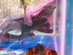 -二钳洞庭虾蟹·江湖菜(成都鹭岛店)