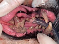 -北京恒爱动物医院(清景园分院)