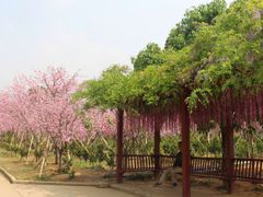 -天适樱花悠乐园