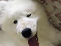 -瑞鹏宠物医院·骨外科·心肾科·肿瘤科(九亭店)