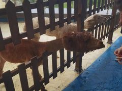 -芜湖新华联大白鲸海洋公园