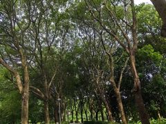 -东莞植物园