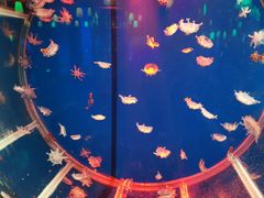 -顺德南宏海立方海洋公园