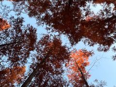 -黄海国家森林公园