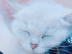 -屋虎猫馆(宝安大仟里店)
