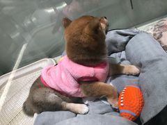 -momokira米努特·德文卷毛猫·棉花面纱犬
