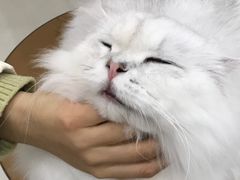 -共舞时光猫咖·狗咖(新街口店)