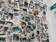 -瑞派·关忠动物医院·猫专科·犬专科(三环新城店)