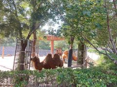 -石家庄市动物园