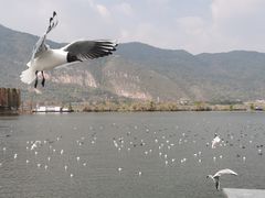 -滇池海埂公园