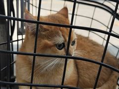 -艾吉宠物医院·疑难杂症转诊中心·猫友好(碧江路院)