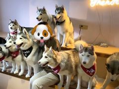 -Husky Go! 哈士奇体验馆·宠物咖啡厅狗咖