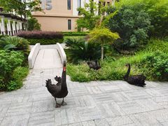 -国寿嘉园·苏州雅境
