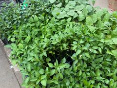 -雪绒花路停车场