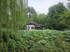 -扬州大运河文化旅游度假区·盆景园