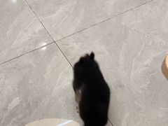 -柴犬小屋·柴餐厅·狗咖食堂(金鼎广场店)