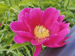 -黑龙江省森林植物园