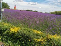 -北纬44度·金珠花海休闲农业旅游景区