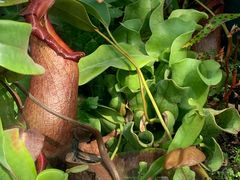 -国家植物园南园