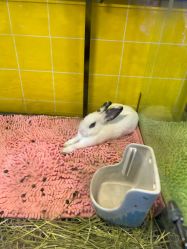 -神奇动物撸宠馆·羊驼·小浣熊·异宠(豫园店)
