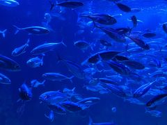 -太平洋海底世界