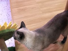 -滚猫咖啡·猫咖·猫友好撸猫(未来城店)