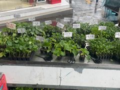 -西归浦每天偶来市场