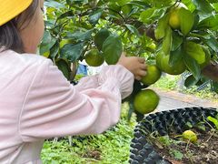 -前小桔亲子创意农场·草莓采摘·露营烧烤