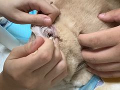 -纳吉亚猫专科动物医院博雅分院