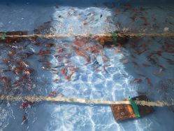 -萌宠亲子动物乐园(槐房万达店)