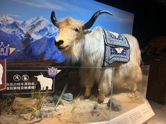 -正佳自然科学博物馆